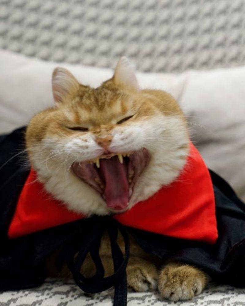 twitter.com/Hosico cat